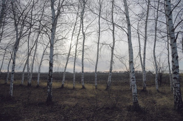 Заброшенные хутора: как пустеют воронежские деревни. Красинка