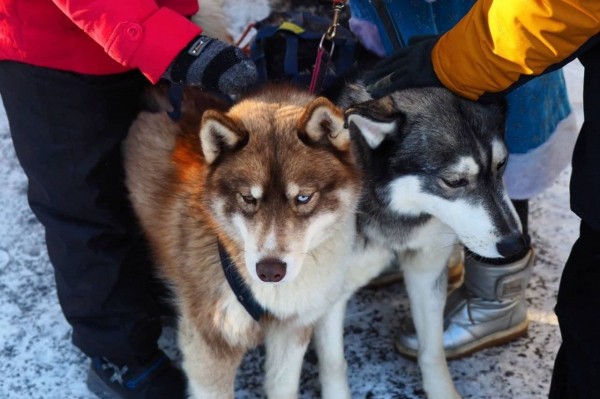 Катание на хаски и праздник двора. Как воронежские родители радуют детей на Новый год