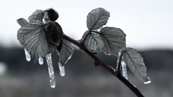 Итоги недели. Что важного произошло в Воронежской области с 29 ноября по 5 декабря