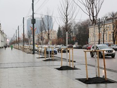 В Воронеже рассказали, как правильно обрезать и поливать молодые деревья