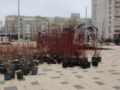 Воронеж продолжает озеленение, которое было практически сорвано нерадивыми подрядчиками