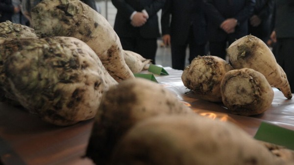 Воронежских производителей сахарной свеклы поддержат субсидиями