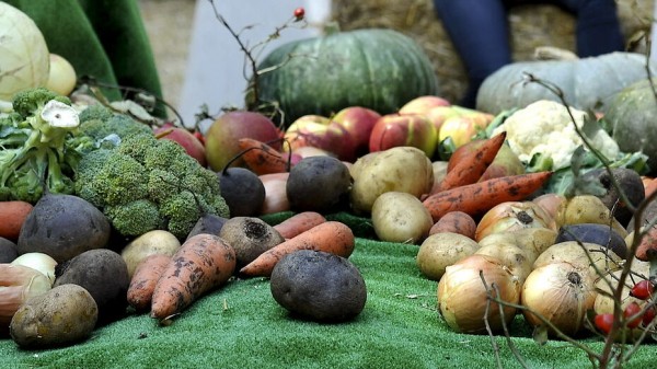 Воронежские фермеры смогут торговать продукцией на своих участках