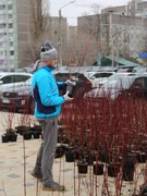 Воронеж продолжает озеленение, которое было практически сорвано нерадивыми подрядчиками
