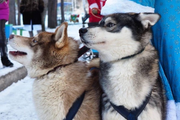 Катание на хаски и праздник двора. Как воронежские родители радуют детей на Новый год