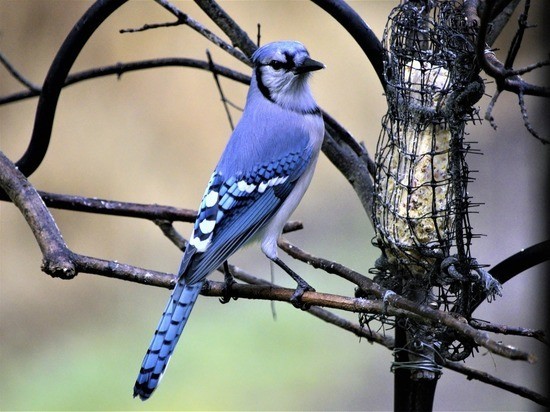 Народные приметы и праздники: в Сойкин день категорически нельзя стирать, убирать и менять постель