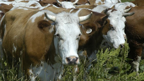 Воронежская область заняла 3-е место в России по производству скота и птицы на убой