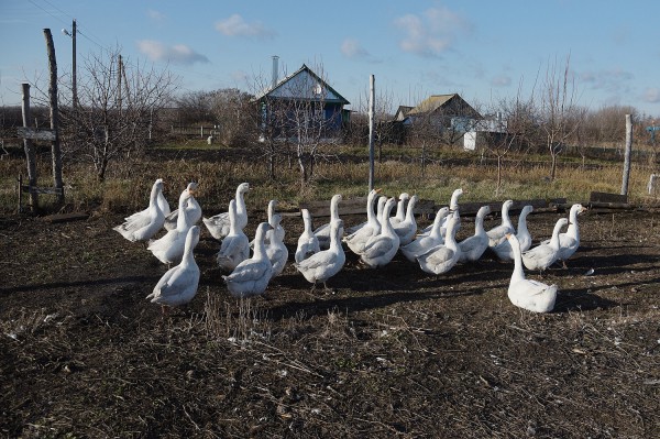 Заброшенные хутора: как пустеют воронежские деревни. Красинка