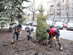 В сквере имени Куцыгина высадили молодые голубые ели