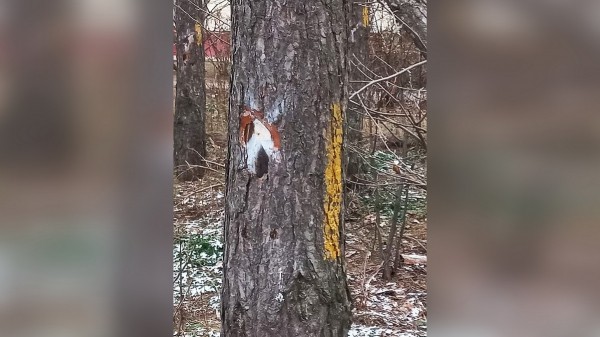 Экологи объяснили пометки на деревьях в воронежском Северном лесу
