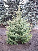 В сквере имени Куцыгина высадили молодые голубые ели