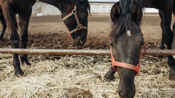 Гид РИА &laquo;Воронеж&raquo;. Чем заняться в первые выходные зимы