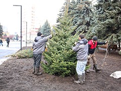 В сквере имени Куцыгина высадили молодые голубые ели