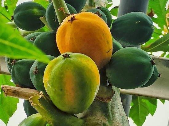 В декабре в Воронеже можно будет попасть в тропический сад