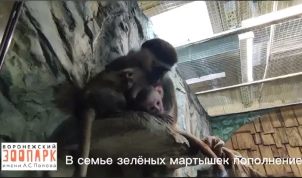 В зоопарке Воронежа у пары зелёных мартышек родился детеныш