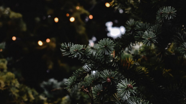 Огни на елке в воронежском парке &laquo;Танаис&raquo; погасли из-за наледи в электрощитке