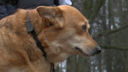 На строительство приюта для бездомных собак в Воронеже потратят около 130 млн