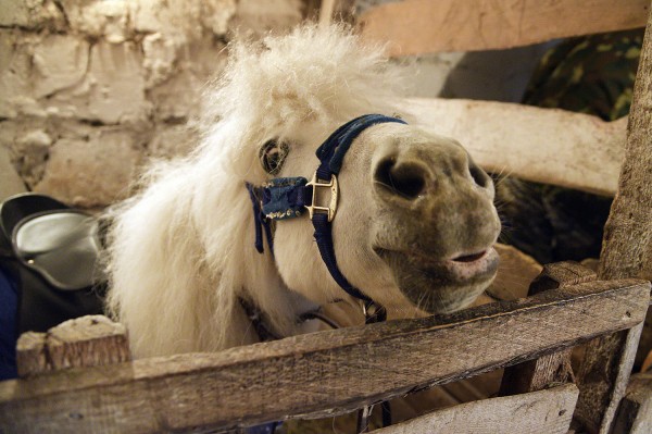 Ход конем. Династия Богушевых более 50 лет катает воронежских детей на лошадях в новогодние праздники