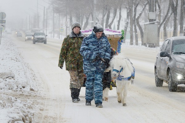 Ход конем. Династия Богушевых более 50 лет катает воронежских детей на лошадях в новогодние праздники