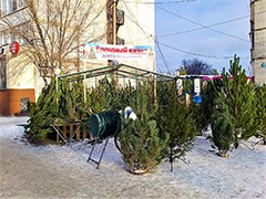 В районах города начались рейды по ликвидации несанкционированных ёлочных базаров