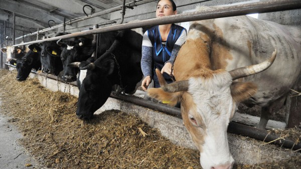 Воронежская область сохранила высокие темпы производства молока в начале года