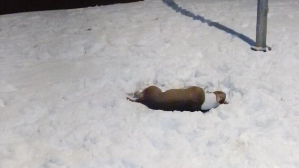 Воронежцы рассказали о выброшенной из окна в новогоднюю ночь собаке