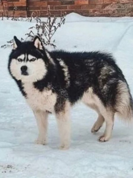 Воронежская семья, приютившая Хатико, вернула его на прежнее место