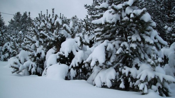 Финансирование проекта &laquo;Сохранение лесов&raquo; в Воронежской области увеличат на 10 млн рублей