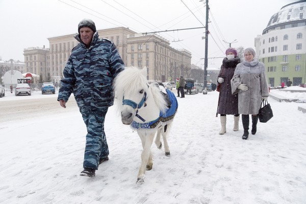 Ход конем. Династия Богушевых более 50 лет катает воронежских детей на лошадях в новогодние праздники