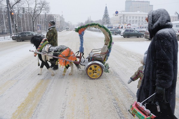 Ход конем. Династия Богушевых более 50 лет катает воронежских детей на лошадях в новогодние праздники