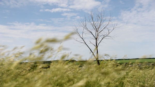 Воронежские НКО смогут выиграть губернаторские гранты на реализацию экологических проектов