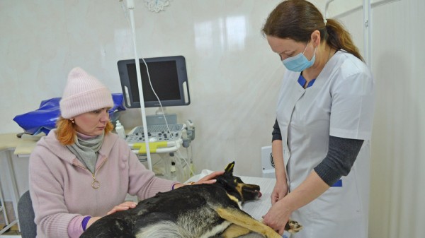 Лискинские зоозащитники пожаловались на массовый отстрел и отравление собак в райцентре