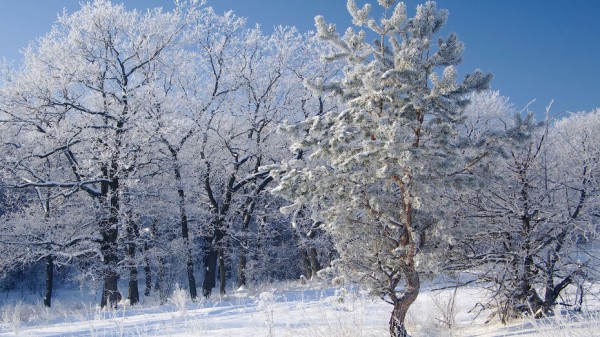 Вырубка на 15 млн рублей в воронежском заказнике привела к уголовному делу