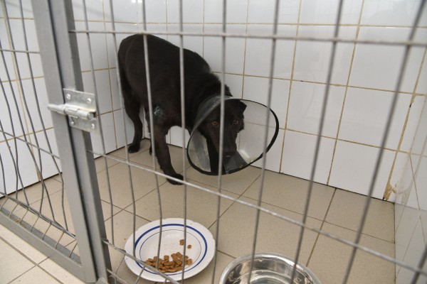 Безопасность под кожей. Как и для чего в Воронеже чипируют бездомных собак