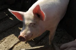 Воронежская область поднялась в рейтинге сельскохозяйственного производства