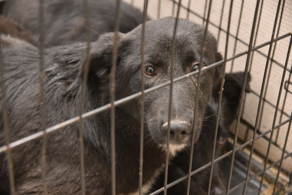 Безопасность под кожей. Как и для чего в Воронеже чипируют бездомных собак