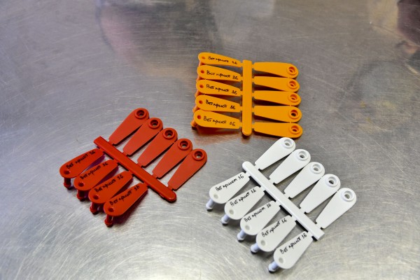 Безопасность под кожей. Как и для чего в Воронеже чипируют бездомных собак