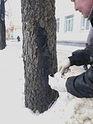 Городское управление экологии держит на контроле устранение последствий повреждения деревьев в ходе уборки от снега