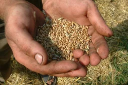 Воронежским производителям молока возместят часть затрат