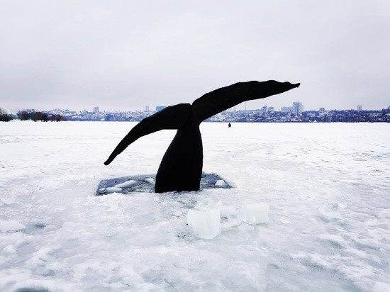 Воронежцы не поверили своим глазам, увидев в водохранилище хвост кита