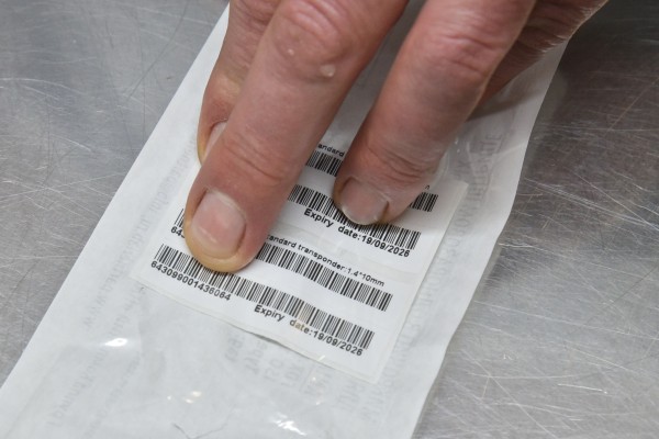 Безопасность под кожей. Как и для чего в Воронеже чипируют бездомных собак