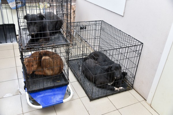 Безопасность под кожей. Как и для чего в Воронеже чипируют бездомных собак