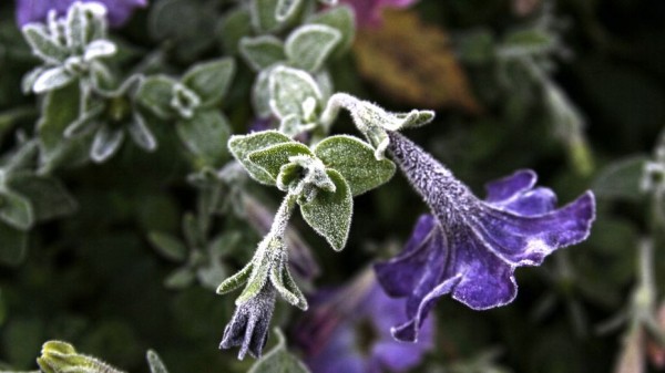 В Воронежской области ожидаются заморозки