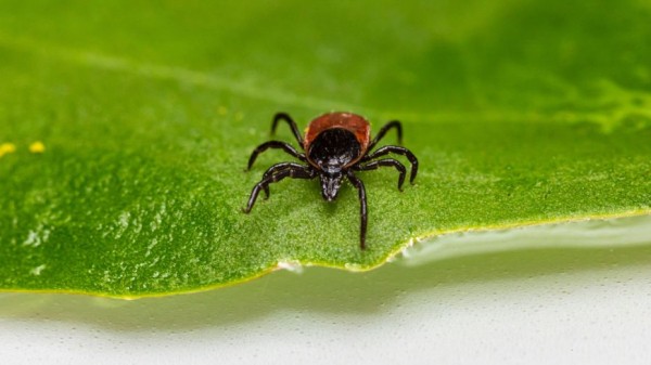 Более 560 человек обратились к медикам в Воронежской области с укусами клещей