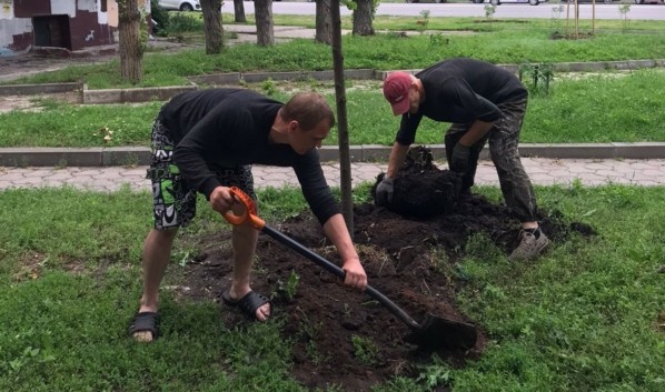В Пионерском сквере Воронежа высадили новые липы взамен спиленных вандалами