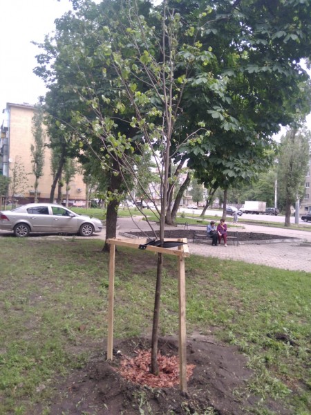В Пионерском сквере Воронежа высадили новые липы взамен спиленных вандалами