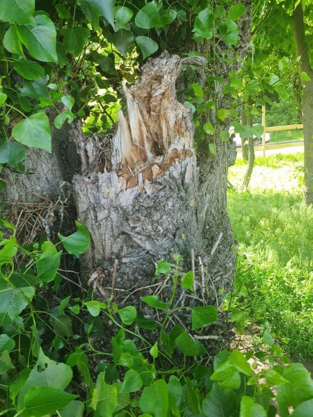 В Воронеже на Петровской набережной вырубят 45 деревьев