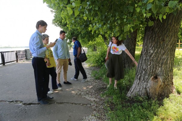В Воронеже на Петровской набережной вырубят 45 деревьев