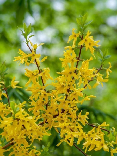 Профилактическая обрезка летом позволит воронежцам усилить цветение декоративных кустарников весной