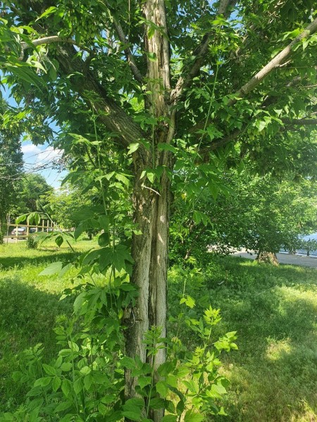 В Воронеже на Петровской набережной вырубят 45 деревьев